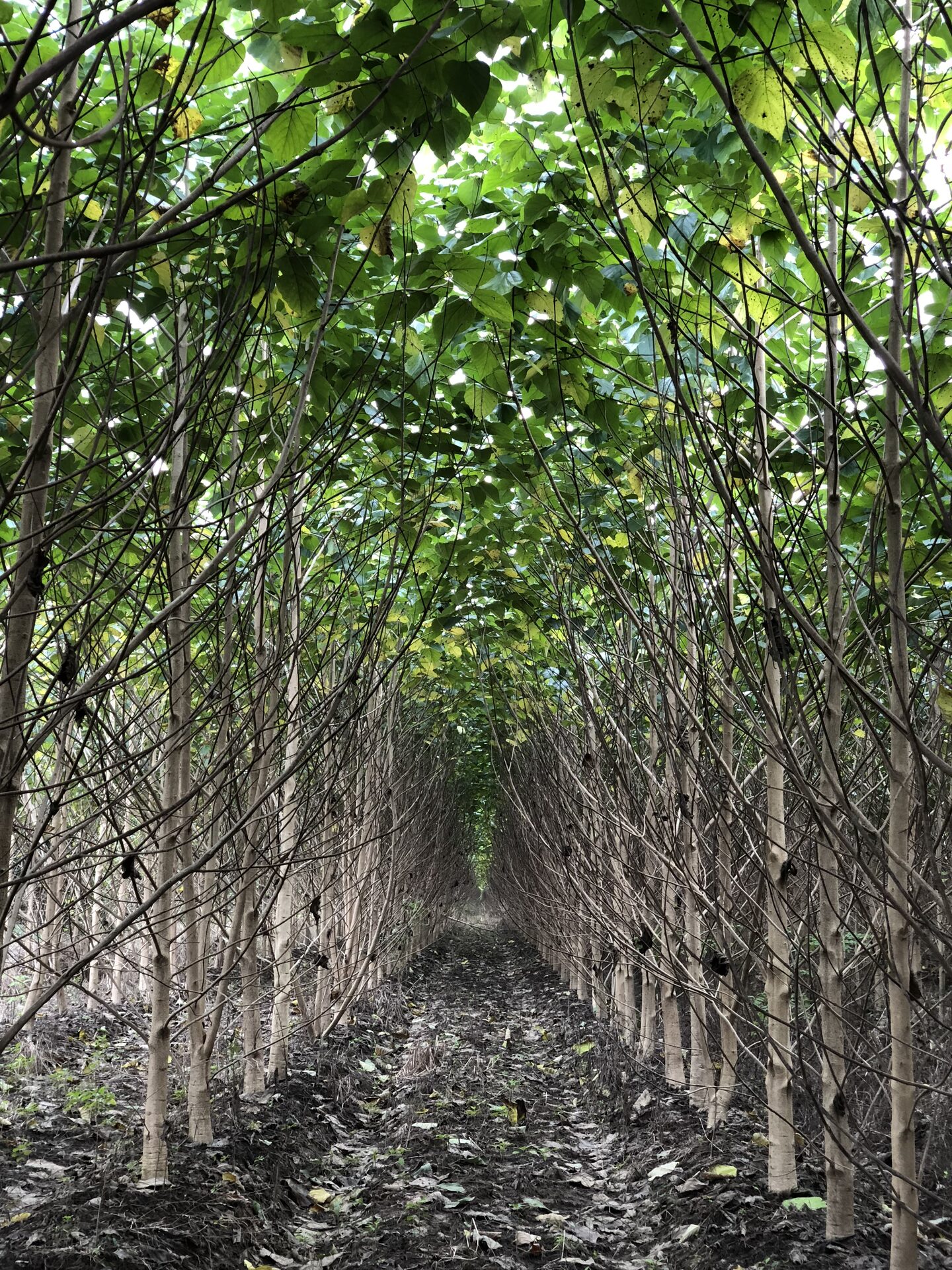 Plantación de melina Proxylo